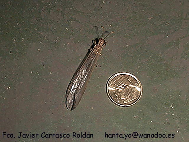 Hormiga león (Orden Neuroptera)