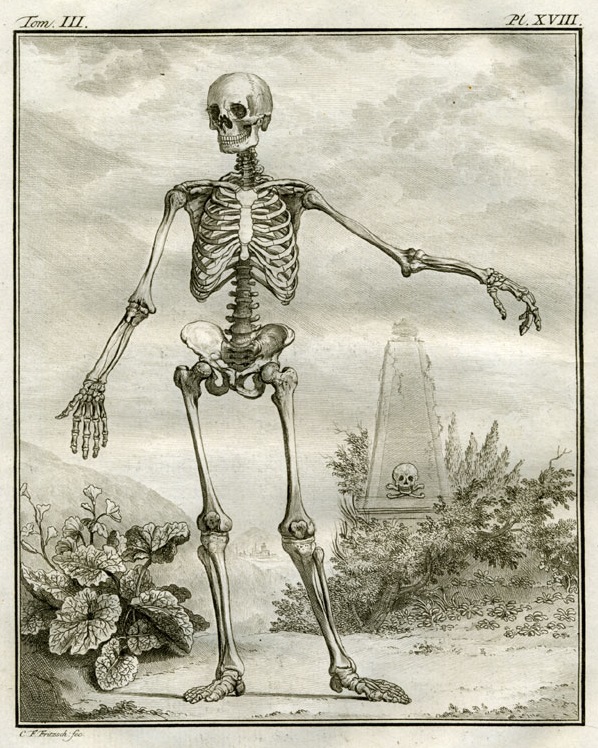 Plate 18. Buffon: Histoire naturelle, générale et particulière avec la description du Cabinet du Roi (1749-1788)