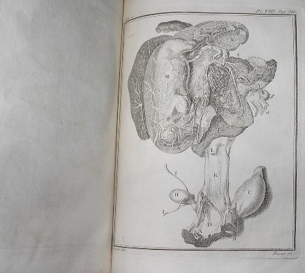 Cheval. Anatomie. Buffon: Histoire naturelle, générale et particulière avec la description du Cabinet du Roi (1749-1788)