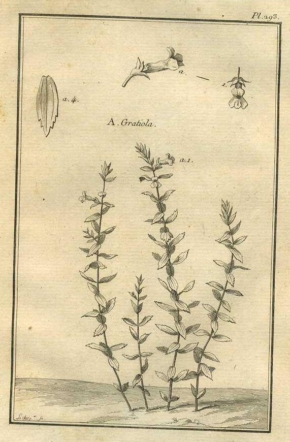 Image TABLEAU ENCYCLOPÉDIQUE DES 3 RÈGNES DE LA NATURE 1. 293 Image extraite de TABLEAU ENCYCLOPÉDIQUE DES 3 RÈGNES DE LA NATURE 1. 293