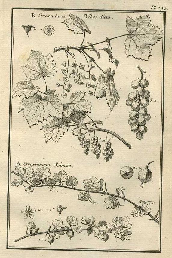 Image TABLEAU ENCYCLOPÉDIQUE DES 3 RÈGNES DE LA NATURE 1. 294 Image extraida de TABLEAU ENCYCLOPÉDIQUE DES 3 RÈGNES DE LA NATURE 1. 294