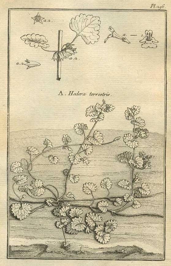 Image TABLEAU ENCYCLOPÉDIQUE DES 3 RÈGNES DE LA NATURE 1. 296 Image de TABLEAU ENCYCLOPÉDIQUE DES 3 RÈGNES DE LA NATURE 1. 296