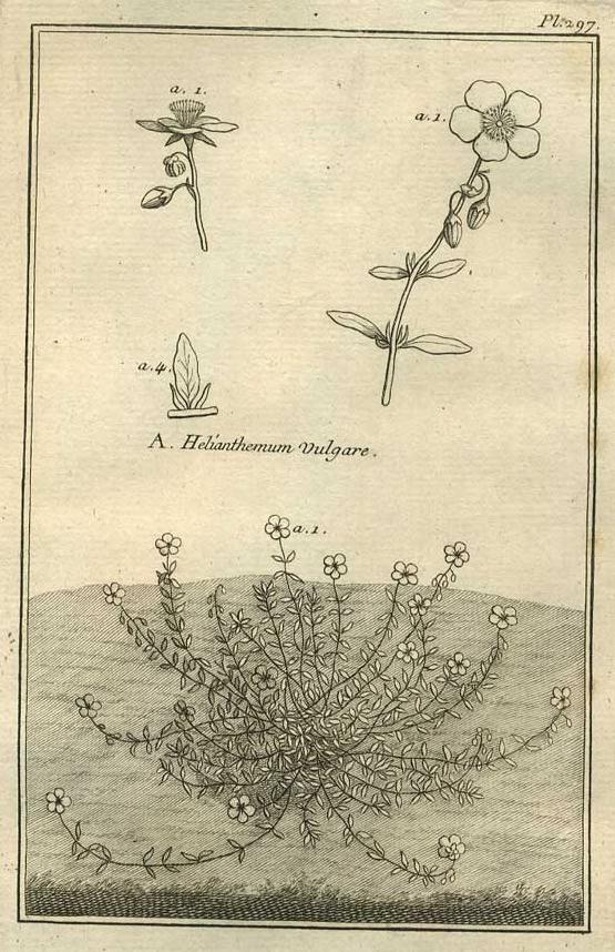 Image TABLEAU ENCYCLOPÉDIQUE DES 3 RÈGNES DE LA NATURE 1. 297 Image de TABLEAU ENCYCLOPÉDIQUE DES 3 RÈGNES DE LA NATURE 1. 297