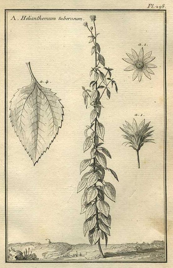 TABLEAU ENCYCLOPÉDIQUE DES 3 RÈGNES DE LA NATURE 1. 298 TABLEAU ENCYCLOPÉDIQUE DES 3 RÈGNES DE LA NATURE 1. 298