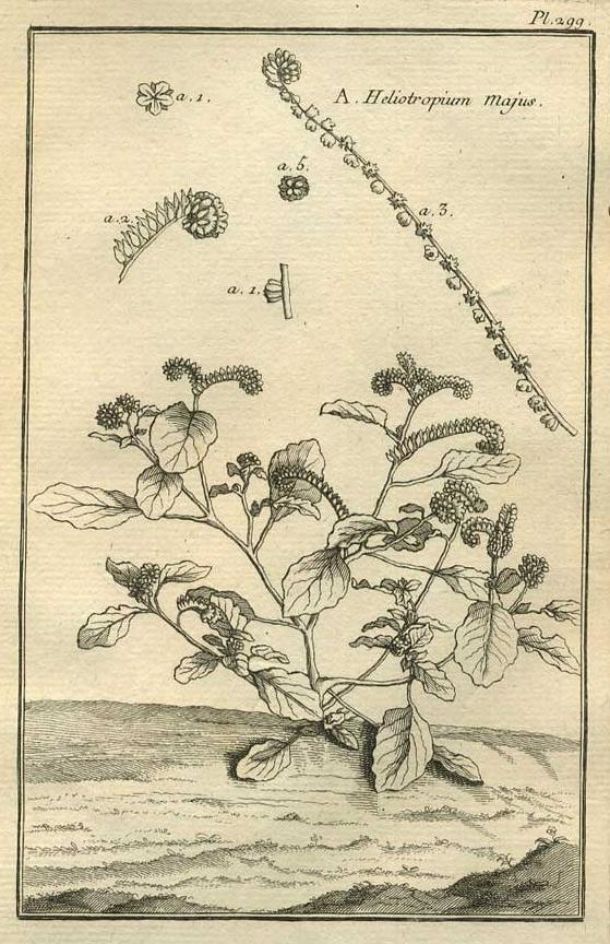 TABLEAU ENCYCLOPÉDIQUE DES 3 RÈGNES DE LA NATURE 1. 299 TABLEAU ENCYCLOPÉDIQUE DES 3 RÈGNES DE LA NATURE 1. 299
