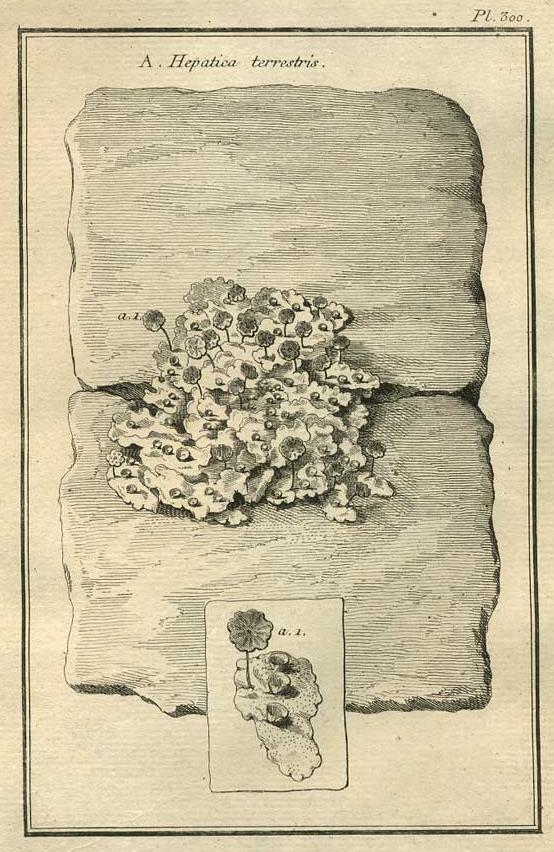 TABLEAU ENCYCLOPÉDIQUE DES 3 RÈGNES DE LA NATURE 1. 300
