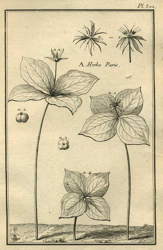 TABLEAU ENCYCLOPÉDIQUE DES 3 RÈGNES DE LA NATURE 1. 302