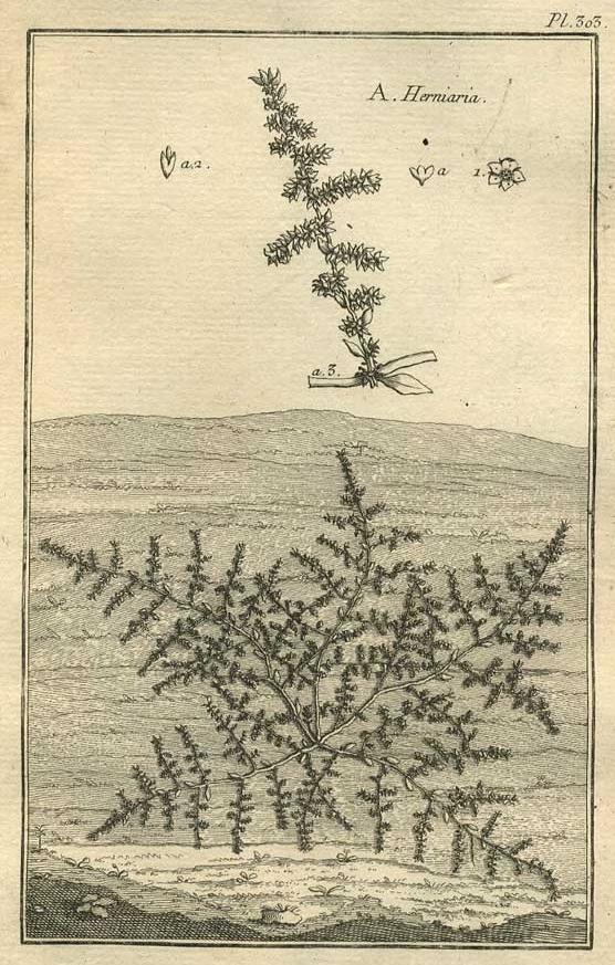 TABLEAU ENCYCLOPÉDIQUE DES 3 RÈGNES DE LA NATURE 1. 303 TABLEAU ENCYCLOPÉDIQUE DES 3 RÈGNES DE LA NATURE 1. 303
