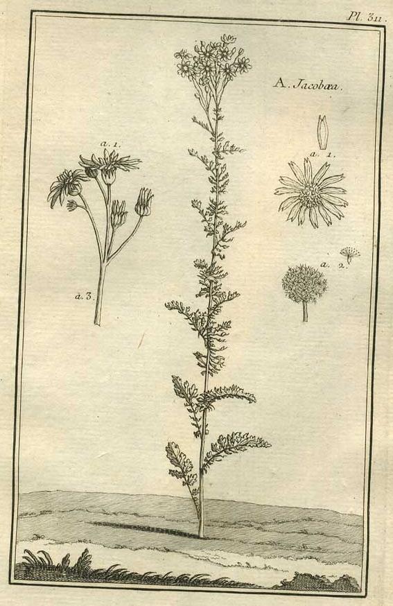 TABLEAU ENCYCLOPÉDIQUE DES 3 RÈGNES DE LA NATURE 1. 311 TABLEAU ENCYCLOPÉDIQUE DES 3 RÈGNES DE LA NATURE 1. 311