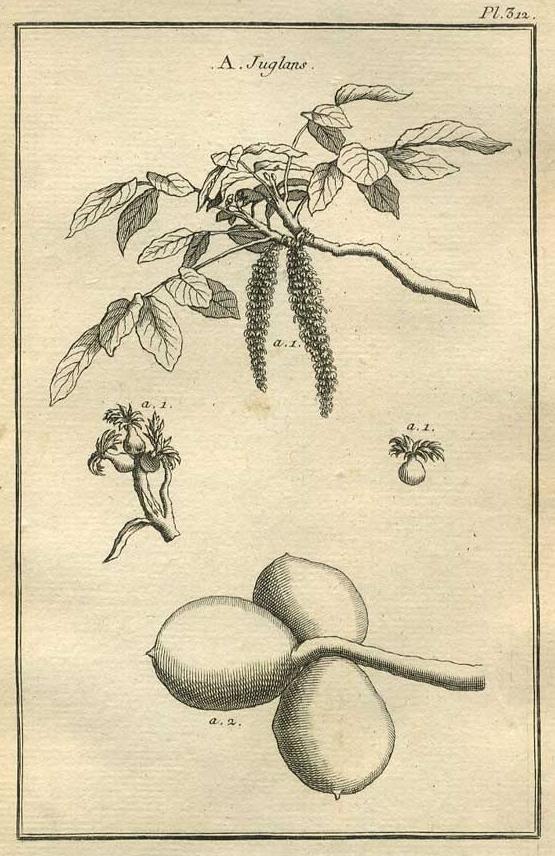 TABLEAU ENCYCLOPÉDIQUE DES 3 RÈGNES DE LA NATURE 1. 312 TABLEAU ENCYCLOPÉDIQUE DES 3 RÈGNES DE LA NATURE 1. 312