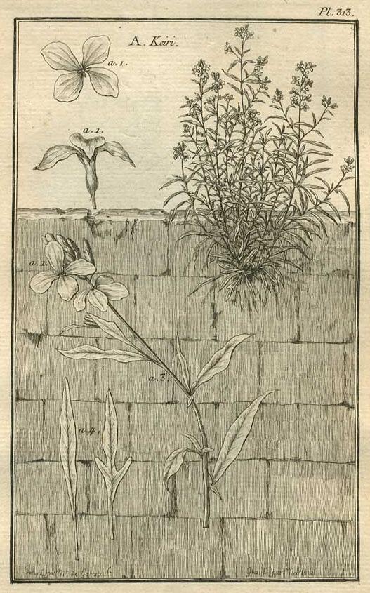 TABLEAU ENCYCLOPÉDIQUE DES 3 RÈGNES DE LA NATURE 1. 313 TABLEAU ENCYCLOPÉDIQUE DES 3 RÈGNES DE LA NATURE 1. 313