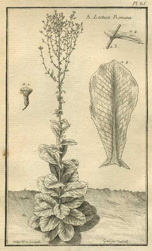 TABLEAU ENCYCLOPÉDIQUE DES 3 RÈGNES DE LA NATURE 1. 315 TABLEAU ENCYCLOPÉDIQUE DES 3 RÈGNES DE LA NATURE 1. 315