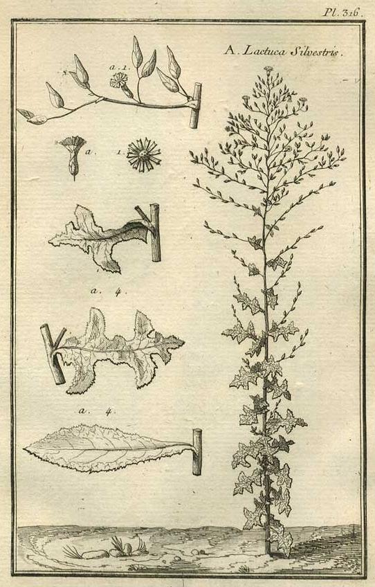 TABLEAU ENCYCLOPÉDIQUE DES 3 RÈGNES DE LA NATURE 1. 316 TABLEAU ENCYCLOPÉDIQUE DES 3 RÈGNES DE LA NATURE 1. 316