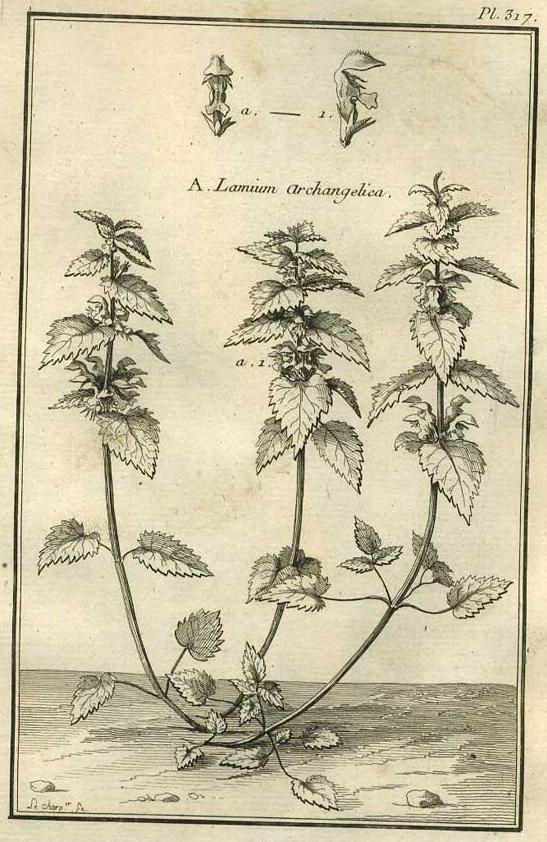 TABLEAU ENCYCLOPÉDIQUE DES 3 RÈGNES DE LA NATURE 1. 317