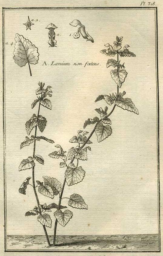 TABLEAU ENCYCLOPÉDIQUE DES 3 RÈGNES DE LA NATURE 1. 318 TABLEAU ENCYCLOPÉDIQUE DES 3 RÈGNES DE LA NATURE 1. 318