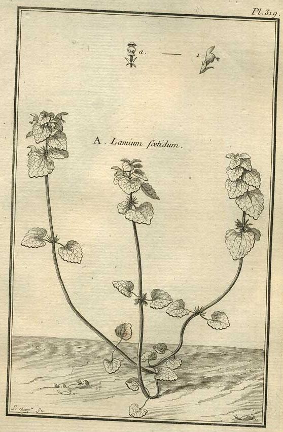TABLEAU ENCYCLOPÉDIQUE DES 3 RÈGNES DE LA NATURE 1. 319 TABLEAU ENCYCLOPÉDIQUE DES 3 RÈGNES DE LA NATURE 1. 319