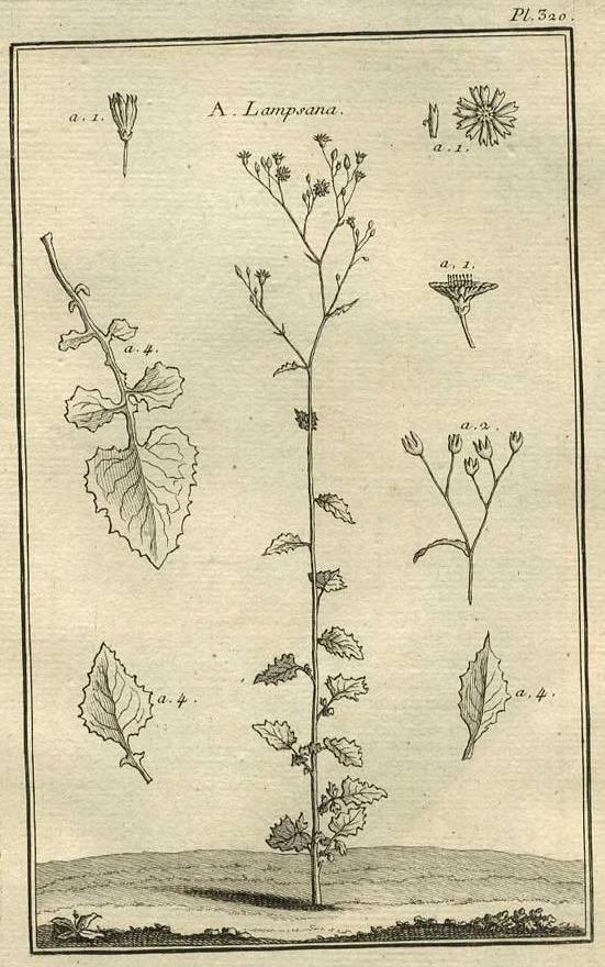 TABLEAU ENCYCLOPÉDIQUE DES 3 RÈGNES DE LA NATURE 1. 320 TABLEAU ENCYCLOPÉDIQUE DES 3 RÈGNES DE LA NATURE 1. 320
