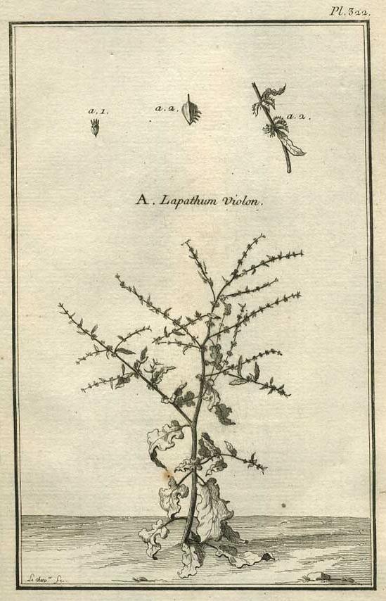 TABLEAU ENCYCLOPÉDIQUE DES 3 RÈGNES DE LA NATURE 1. 322