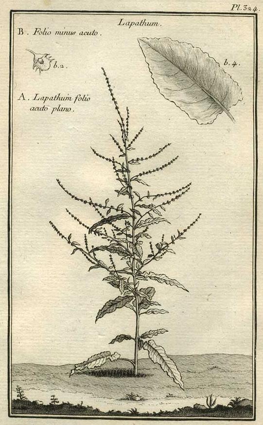 Image TABLEAU ENCYCLOPÉDIQUE DES 3 RÈGNES DE LA NATURE 1. 324 Image de TABLEAU ENCYCLOPÉDIQUE DES 3 RÈGNES DE LA NATURE 1. 324