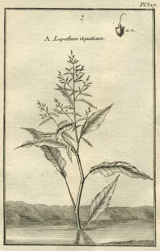 TABLEAU ENCYCLOPÉDIQUE DES 3 RÈGNES DE LA NATURE 1. 327