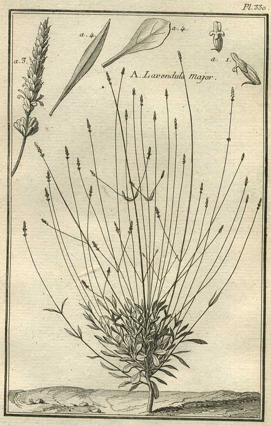 TABLEAU ENCYCLOPÉDIQUE DES 3 RÈGNES DE LA NATURE 1. 330