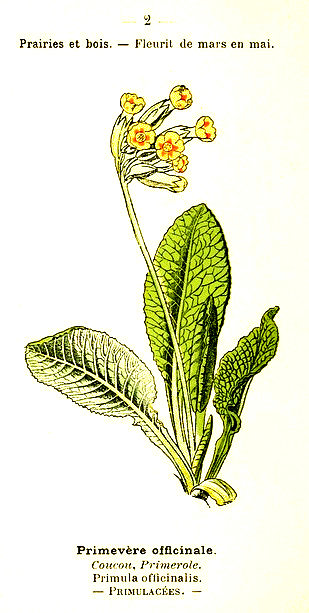 Primevère oficinale. Coucou, primerole. Primula oficinalis. Primulaées.