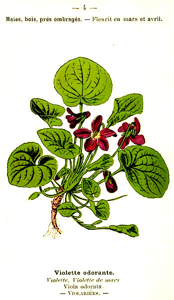 Violette odorante. Violette, Violette de mars. Viola odorata. Violariées.