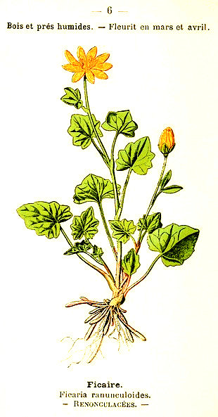 Ficaire. Ficaria ranunculoides. Renonculacées.