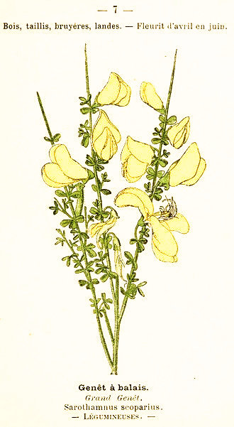 Genêt à balais. Grand genêt. Sarothamnus scoparius. Légumineuses.