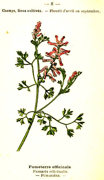 Fumeterre officinale. Fumaria oficinalis. Fumariées.