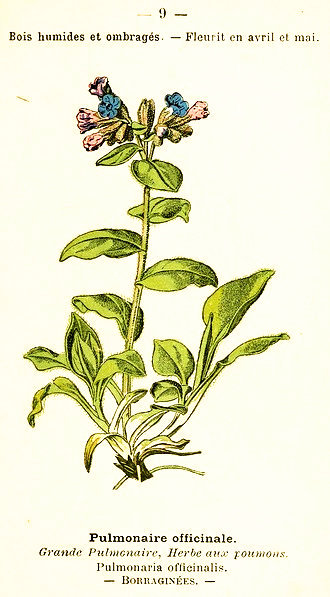 Pulmonaire officinale. Grande pulmonaire, Herbe aux poumons. Pulmonaria officinalis Borraginées.