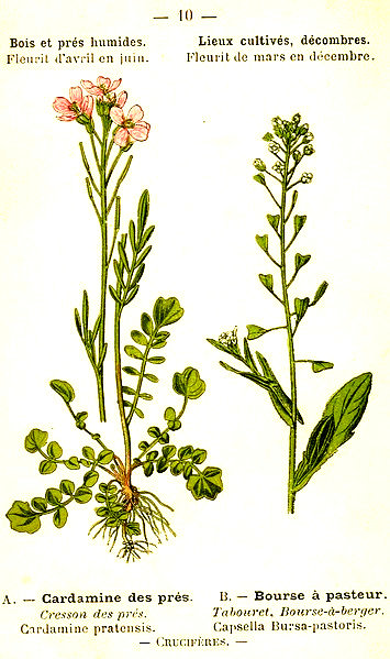 Cardamine des pres. Bourse á pasteur. Cressón des pres. Cardamine pratense. Tabouret, bourse-á-berger. Capsella bursa-pastoris. Cruciféres.