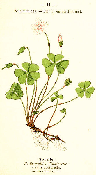 Surelle. Petite oseille, Vinaigrette. Oxalis acetosella. Oxalidées.