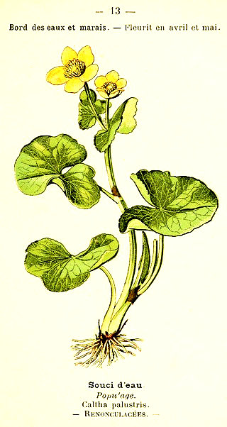 Souci d'eau. Popu'age. Caltha palustris. Renonculacées.