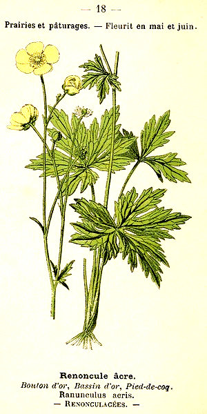 Ranunculus acris. Renoncule Acre. Bouton d'or. Bassin d'or. Pied de coq. Renonculacées.
