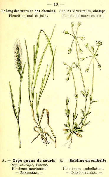 Ordeum murinum. Holosteum umbellatum. A.- Orge queue de Souris. Orge sauvage. B.- Sabline en ombelle. Graminées. Caryophyllés.