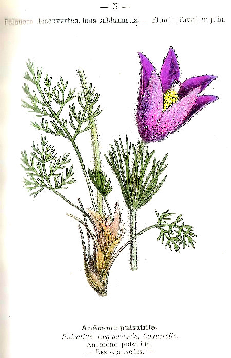 Anémone pulsatille. Pulsatille, Coqueloude, Coquerelle. Anemona pulsatilla. Renonculacées.