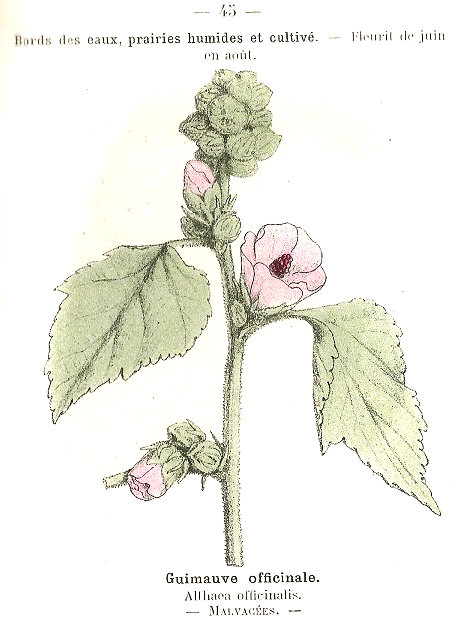 Althaea officinalis, Guimauve