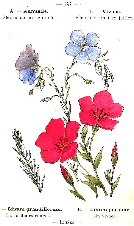 Linum grandiflorum. Linum perenne. Lin a fleurs rouges. lin vivace. Linées.