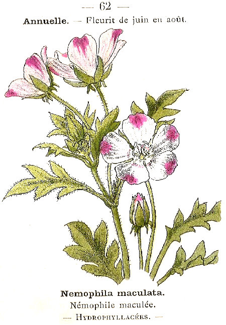 Nemophila maculata. Némophile maculée. Hydrophillacées.