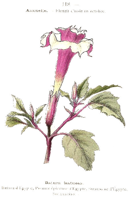 Datura fastuosa. Datura d'Egypte, Pomme épineuse d'Egypte, Stramone d'Egypte. Solanacées.