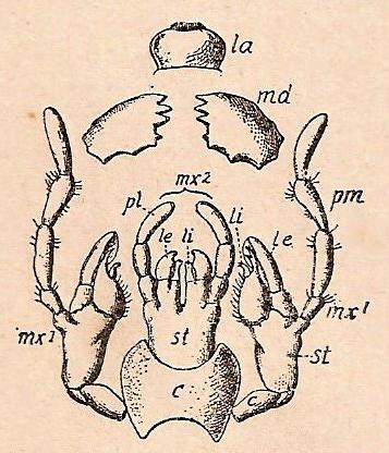 Piezas de la boca de la cucaracha Periplaneta orientalis. La, Labro. md mandibulas. mx1, primera maxila con sus palpos (pm). mx2, labio inferior (segundo par de maxilas) con sus palpos (pl). Según Hertwig. Piezas de la boca de la cucaracha Periplaneta orientalis. La, Labro. md mandibulas. mx1, primera maxila con sus palpos (pm). mx2, labio inferior (segundo par de maxilas) con sus palpos (pl). Según Hertwig.
