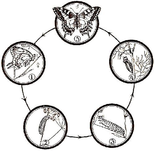 Ciclo evolutivo del Papilio machaon. 1, hembra poniendo huevos. 2 y 3, orugas. 4, crisalida sujeta por un cordón de seda. 5, macho volando. De Stehli. Ciclo evolutivo del Papilio machaon. 1, hembra poniendo huevos. 2 y 3, orugas. 4, crisalida sujeta por un cordón de seda. 5, macho volando. De Stehli.