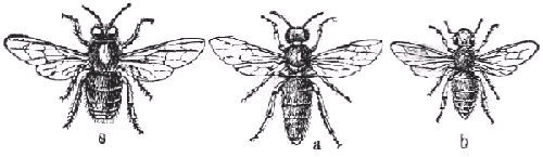 Abeja común o melífera (Apis mellifica). a, reina. b, obrera. s, zángano. Según Claus.