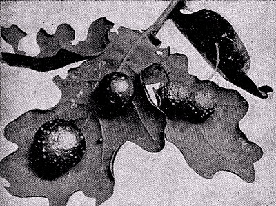 Agallas en hojas de roble producidas por la puesta de huevos de un cinípedo. Fotografía J. Holmes en Knight y Step.