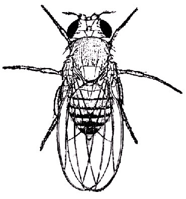 La mosca del vinagre (Drosophila melanogaster).