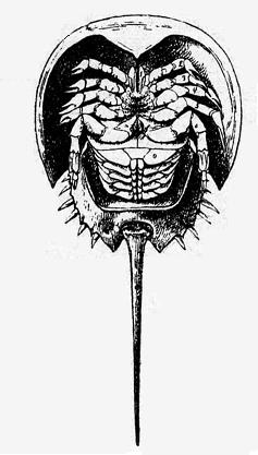 El cangrejo de las Molucas o cacerola (Limulus poyphemus). Seg&uacute;n Boas.