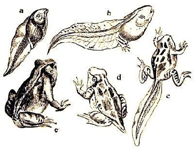 Metamorfosis de un sapo (Pelobates fucus). Según Claus.