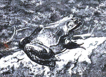 Rana. Obsérvese detrás del ojo la membrana del timpano. Según Brehm.