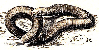 Siphonops annulatus, anfibio vermiforme que hace vida subterránea. Según Grobben.